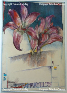 Amaryllis